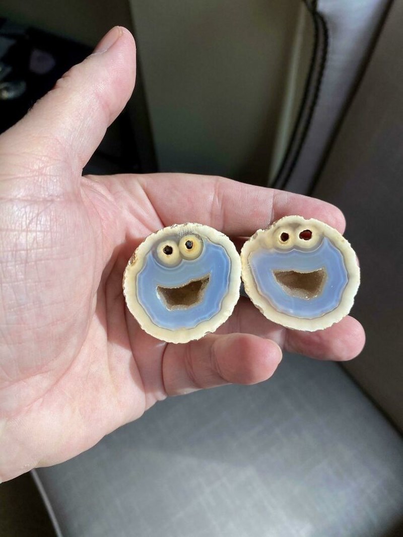 13. Školjke izgledaju kao Keksomlat iz Ulice Sezam