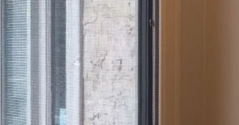 Tipu je netko uporno zvonio na vrata, kad je shvatio što se događa prasnuo je u smijeh i sve snimio