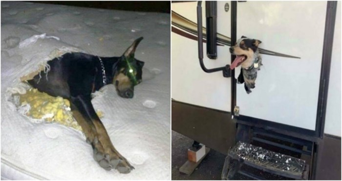 15 vlasnika zatekli su svoje pse u jako čudnim situacijama, nisu znali bi li se smijali ili plakali
