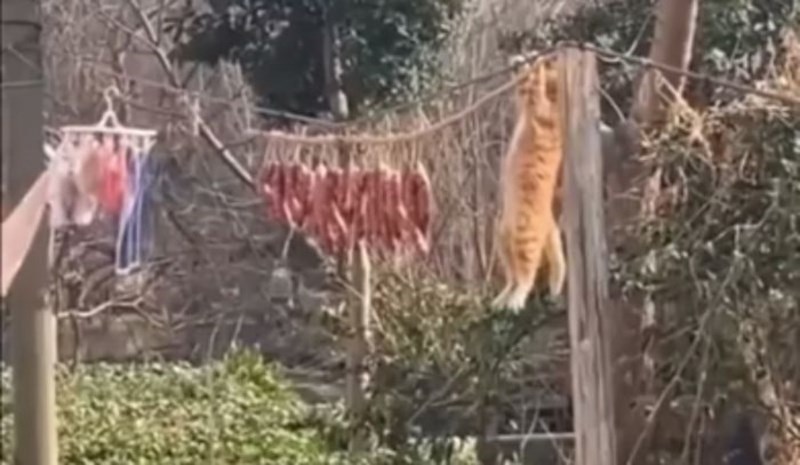 Scena iz Dalmacije nasmijala je cijelu Hrvatsku, sve će vam biti jasno kad vidite što radi ova mačka