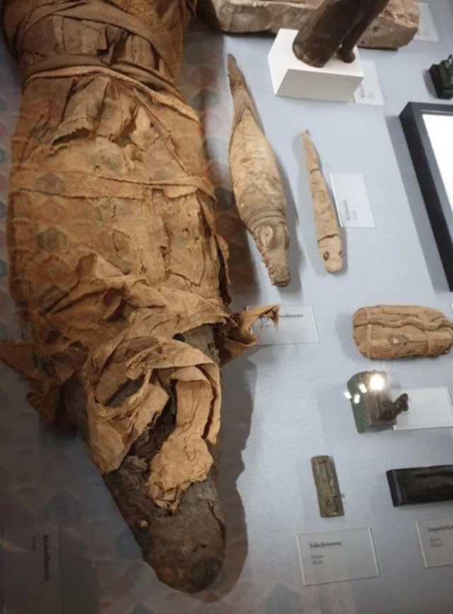 5. Ovo je egipatski mumificirani krokodil