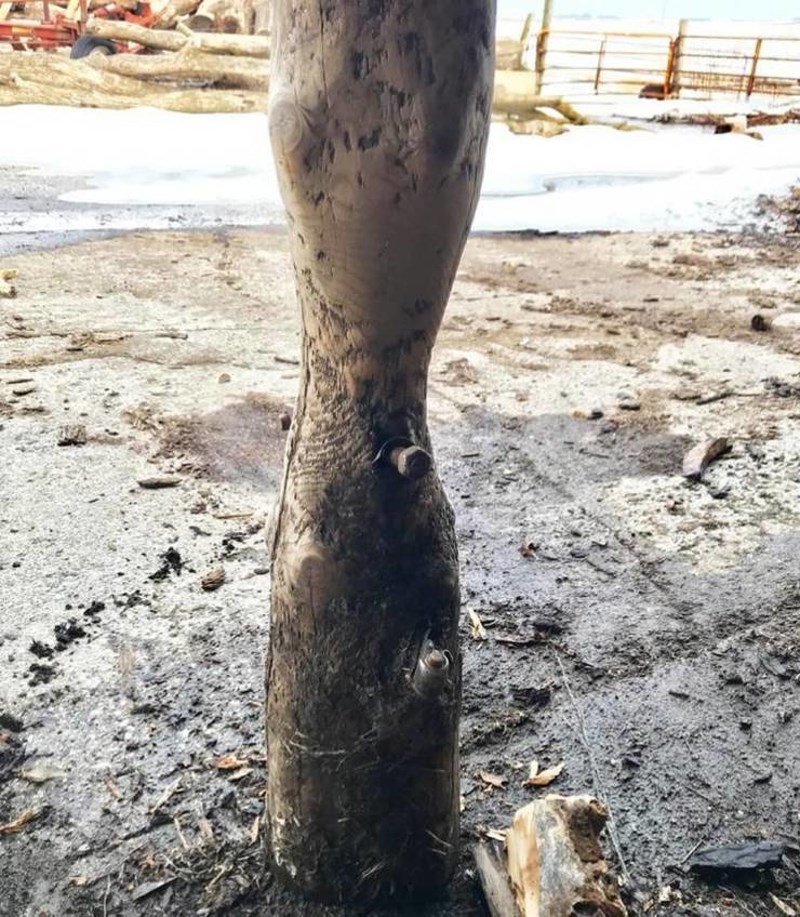 3. Krave ližu ovaj stup više od 50 godina