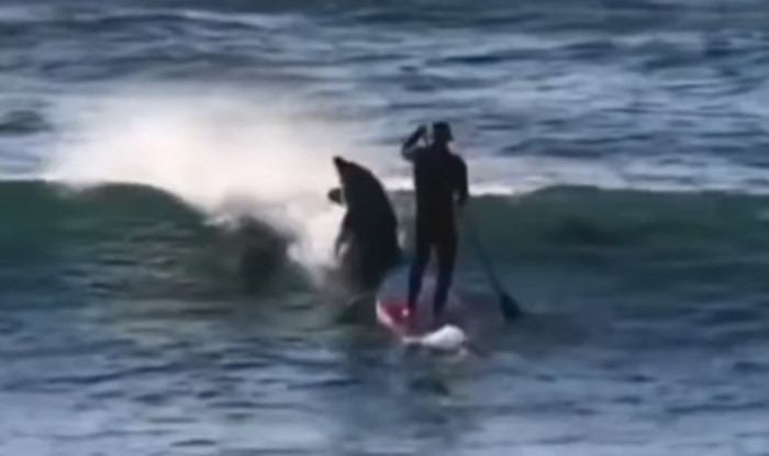 Surferu je ususret išlo jato dupina, a onda je jedan od njih izveo nešto urnebesno. Snimka je hit!