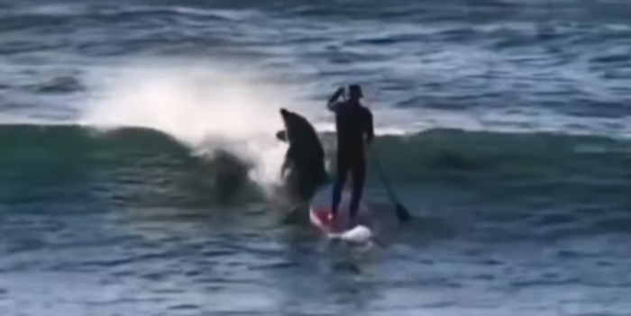 Surferu je ususret išlo jato dupina, a onda je jedan od njih izveo nešto urnebesno. Snimka je hit!