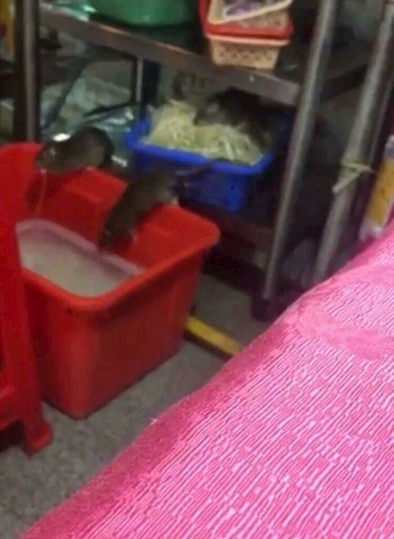 6. Štakori u skladištu jednoj restorana