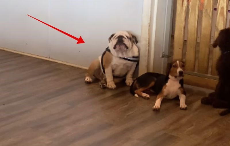 Žena je dovela buldoga u pseći vrtić kako bi upoznao prijatelje, snimka njegove reakcije je hit