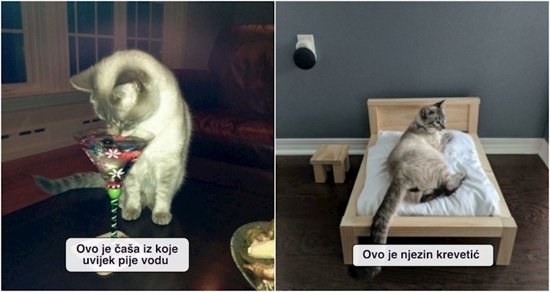 20+ nevjerojatno razmaženih mačaka čijim se čudnim navikama nemoguće ne nasmijati