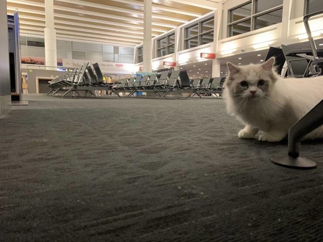 3. Ulična maca koja je odlučila prespavati u zračnoj luci