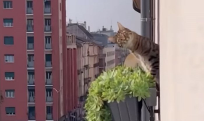 Tip je snimao jutarnji pogled sa svog balkona, a susjedov mačak ukrao je cijeli show. Snimka je hit!