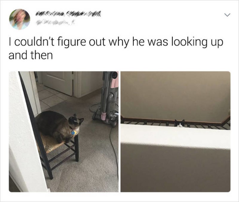 Nisam mogla shvatiti zašto moj mačak gleda prema gore, kad ono...