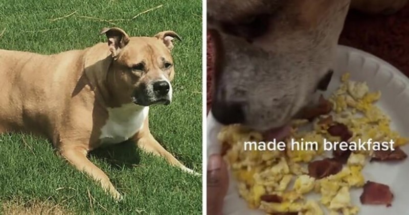 Snimka pokazuje posljednji dan u životu ovog psa, dirnula je milijune ljudi diljem cijelog svijeta