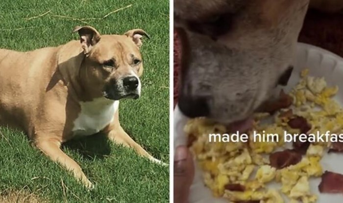 Snimka pokazuje posljednji dan u životu ovog psa, dirnula je milijune ljudi diljem cijelog svijeta