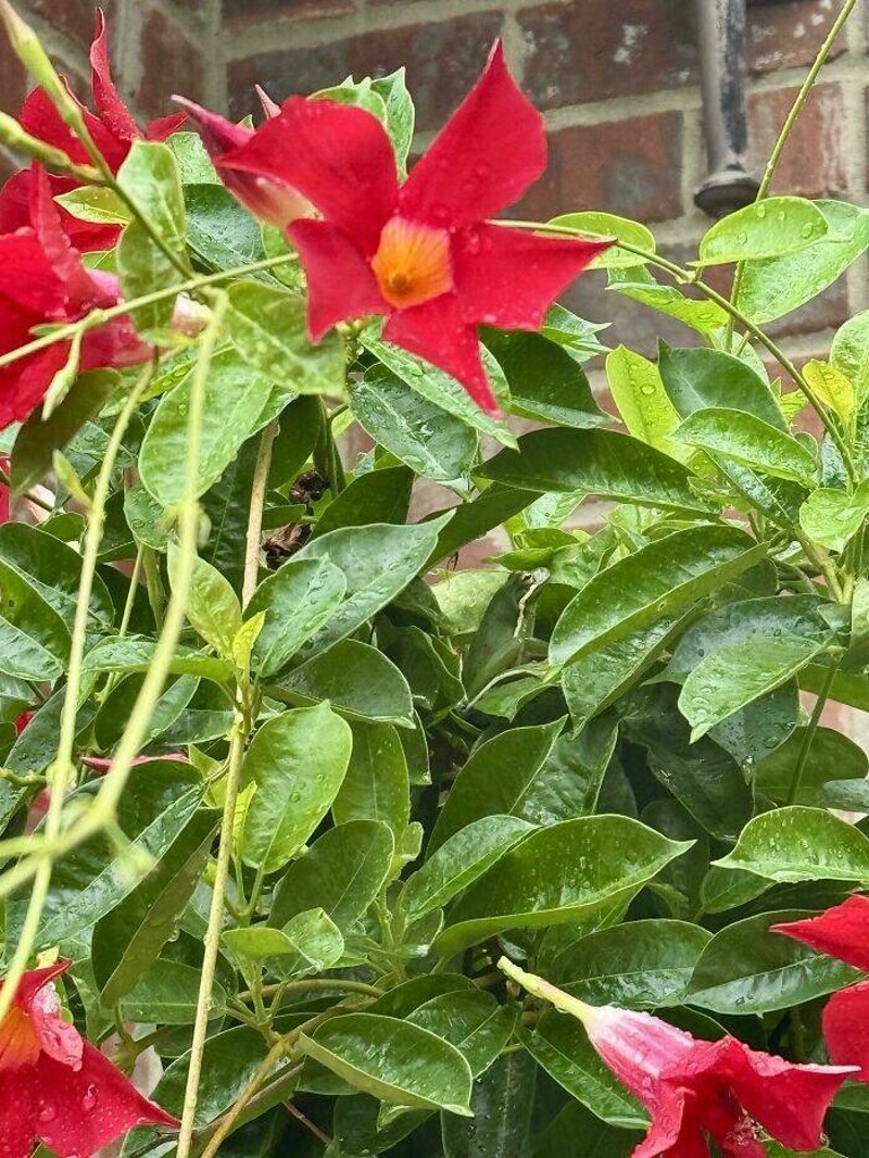 5. Pronađite Kermita 😁