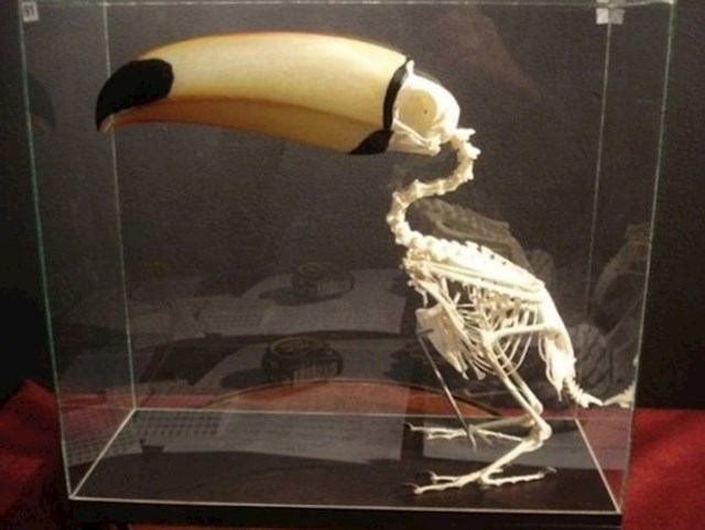 Ovako izgleda kostur ptice tukana.