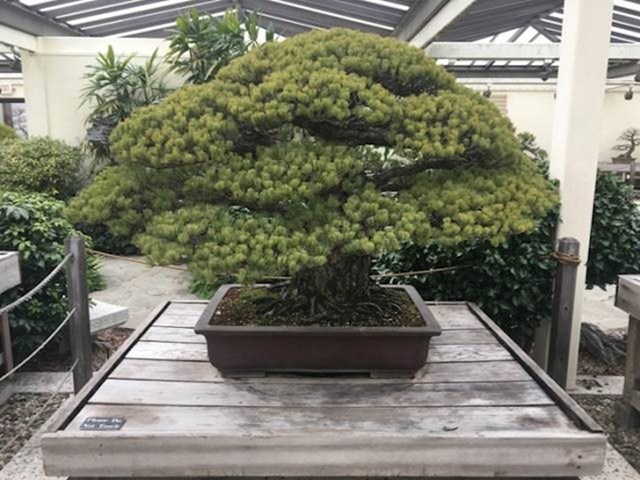 14. Ovo bonsai drvo posađeno je 1625. godine. Preživjelo je bombardiranje Hirošime i raste i danas.
