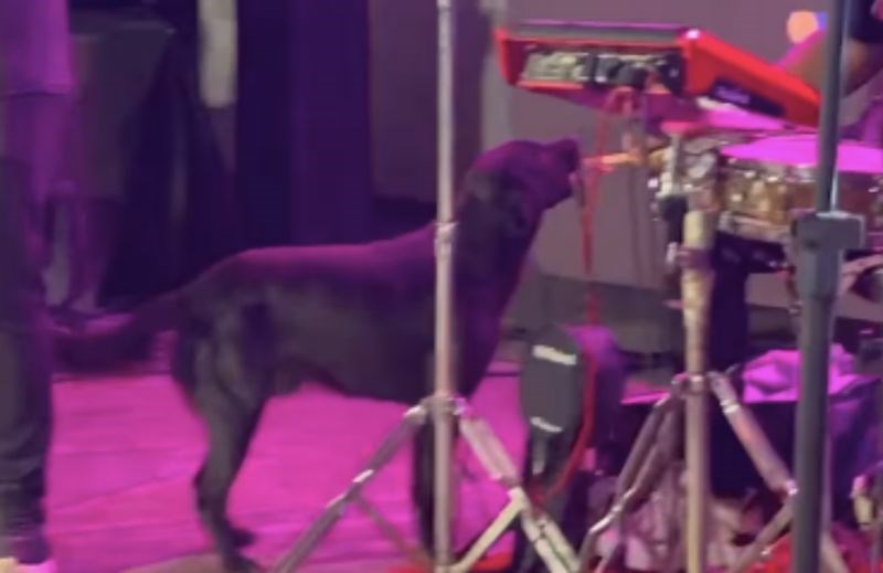 Snimka s jednog koncerta oduševila je cijeli internet, morate vidjeti što je izveo nečiji pas