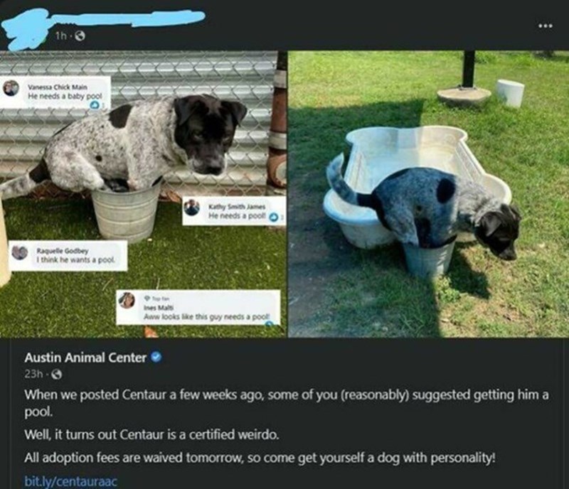 22. Volonteri skloništa nabavili su bazen za Centaura, ali on i dalje preferira svoju kanticu 🤣