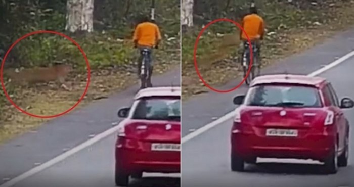 Biciklista usred vožnje zaskočio leopard, pogledajte nevjerojatnu snimku