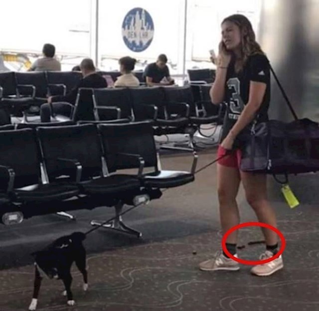 Pas je obavio nuždu na terminalu zračne luke, ali vlasnicu za to, izgleda, nije briga.