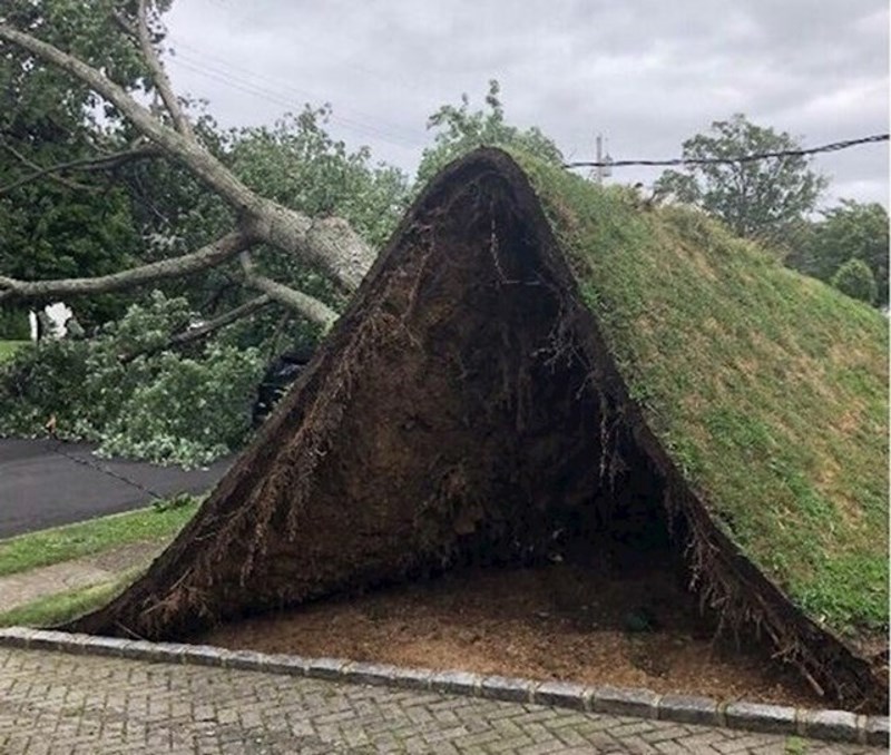 3. Priroda je podigla travu i stablo kao da se radi o tepihu
