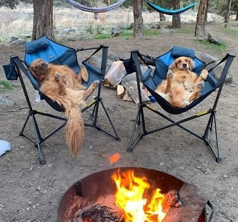 7. Ovako izgleda kampiranje sa zlatnim retriverima