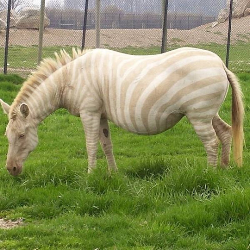 3. Albino zebra