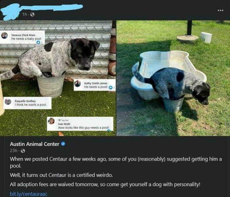22. Volonteri skloništa nabavili su bazen za Centaura, ali on i dalje preferira kanticu 🤣