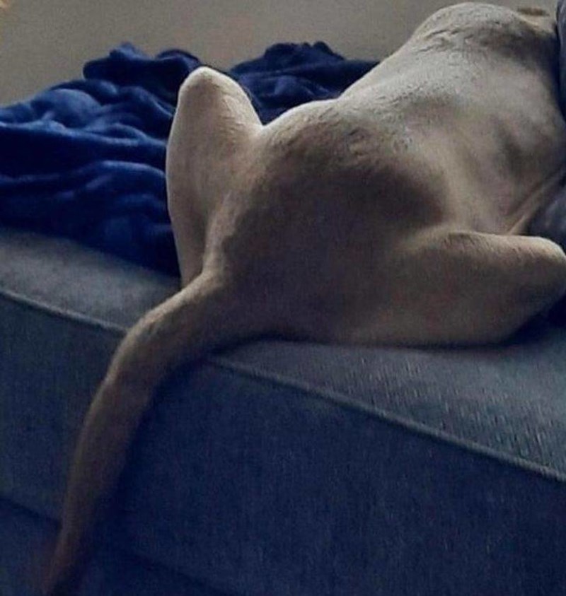 3. Pozadina moga psa izgleda kao glava malenog slonića