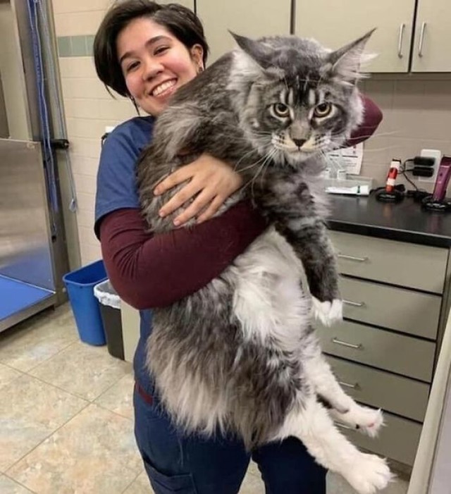 12. Golema mačka pasmine Maine Coon