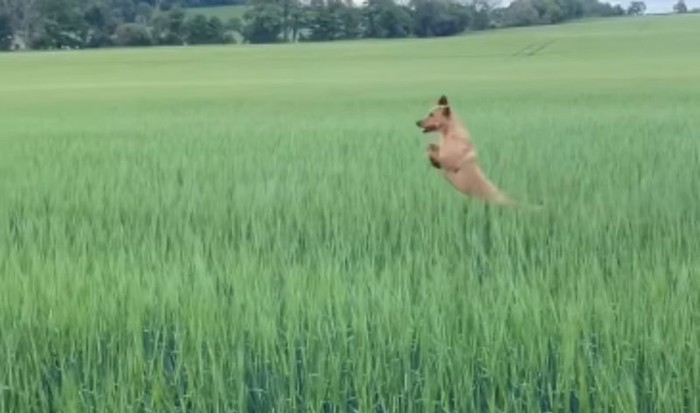 Vlasnica je pokazala što njezin pas napravi svaki put kad dođe na polje, snimka je viralni hit