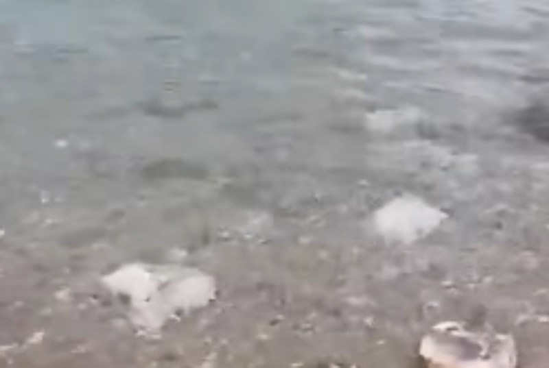 Snimka plodova mora iz Dalmacije izazvala je lavinu komentara na Fejsu, morate vidjeti ovaj hit