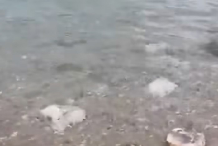 Snimka plodova mora iz Dalmacije izazvala je lavinu komentara na Fejsu, morate vidjeti ovaj hit