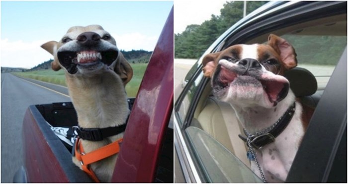 20+ urnebesnih fotki pasa koji apsolutno uživaju u vožnji autom