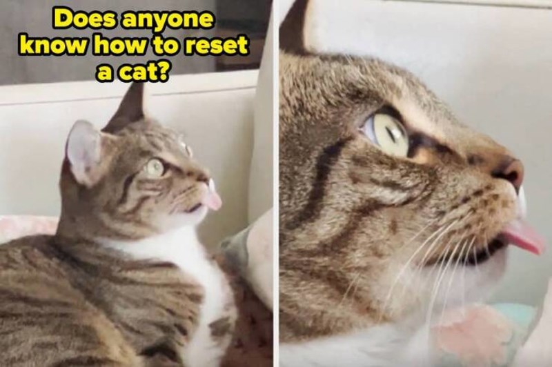 11. Ovoj maci je potreban reset