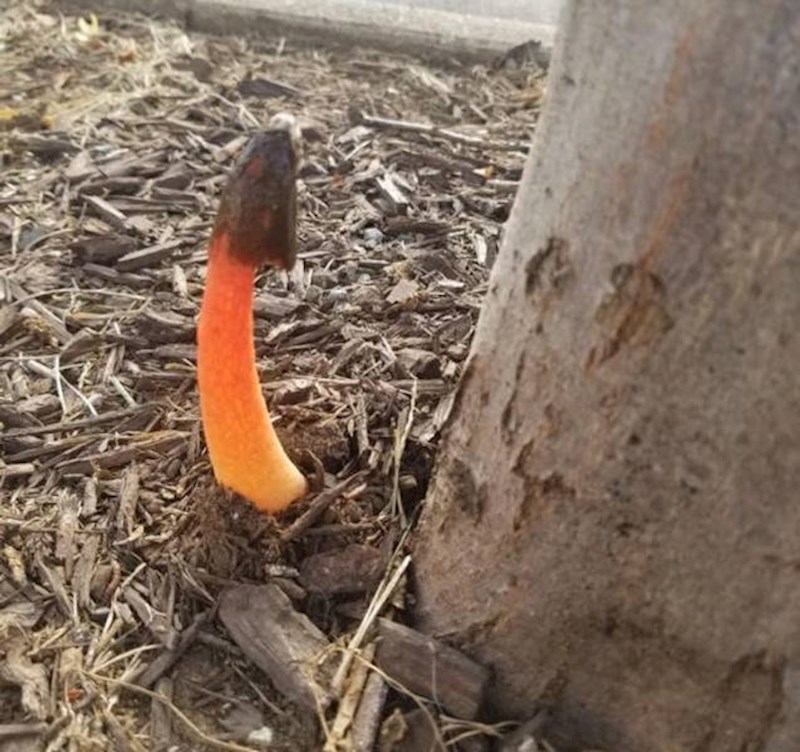 11. Pronašao sam neobičnu gljivu u svome dvorištu.