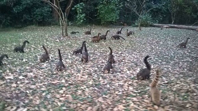 7. Krdo dinosaura na polju