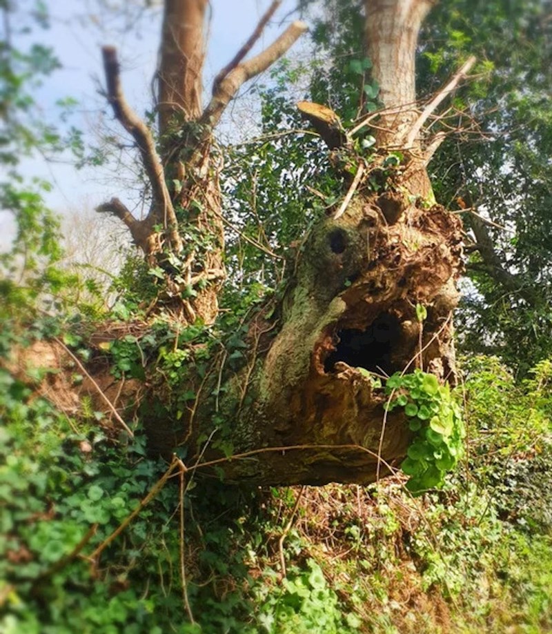 7. Moja kornjača nedavno je uginula, a u jednoj šetnji šumom pronašao sam stablo koje izgleda kao ona