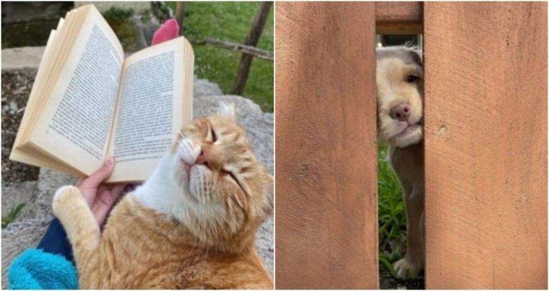 19 simpatičnih fotki životinja koje će vam momentalno izmamiti osmijeh na lice i popraviti vam dan