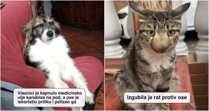 20+ urnebesnih životinjskih zgoda i nezgoda koje će vam momentalno izmamiti osmijeh na lice