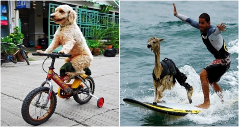 15 smiješnih fotki koje dokazuju da je u carstvu životinja sve moguće