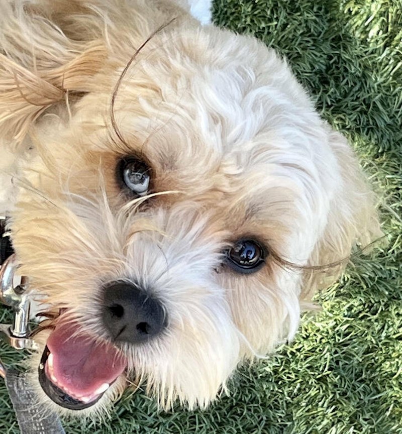 6. Moj pas ima neobično duge trepavice