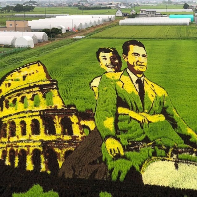 16. Umjetnička djela na rižinim poljima 😍