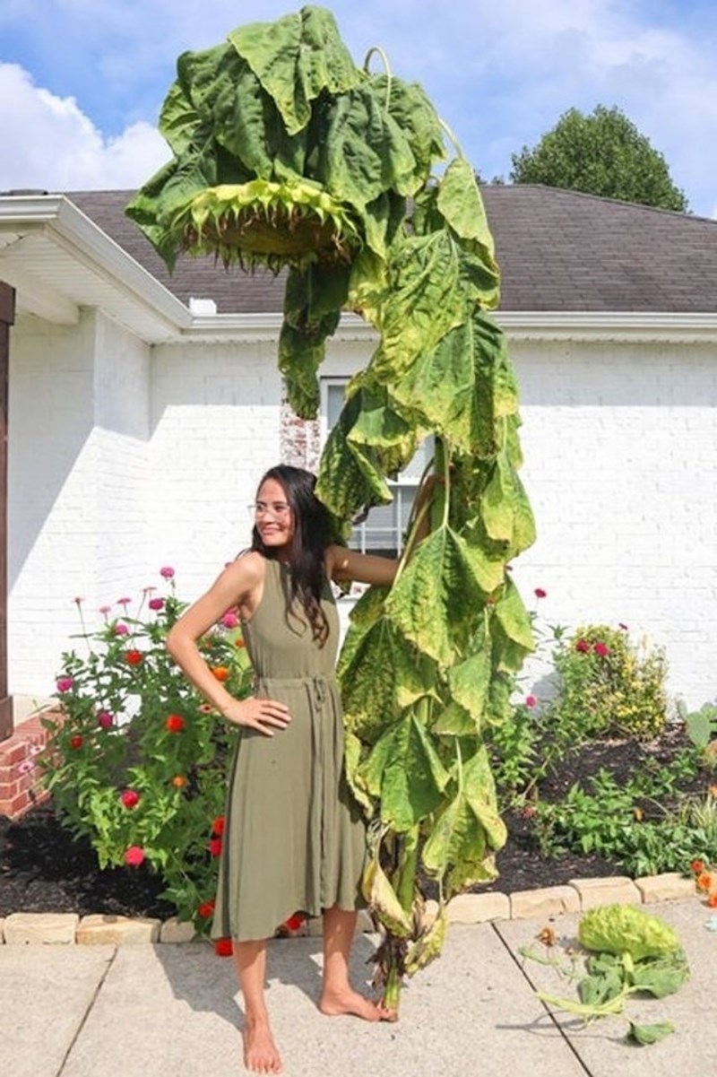 4. Suncokret koji je izrastao u mojem dvorištu