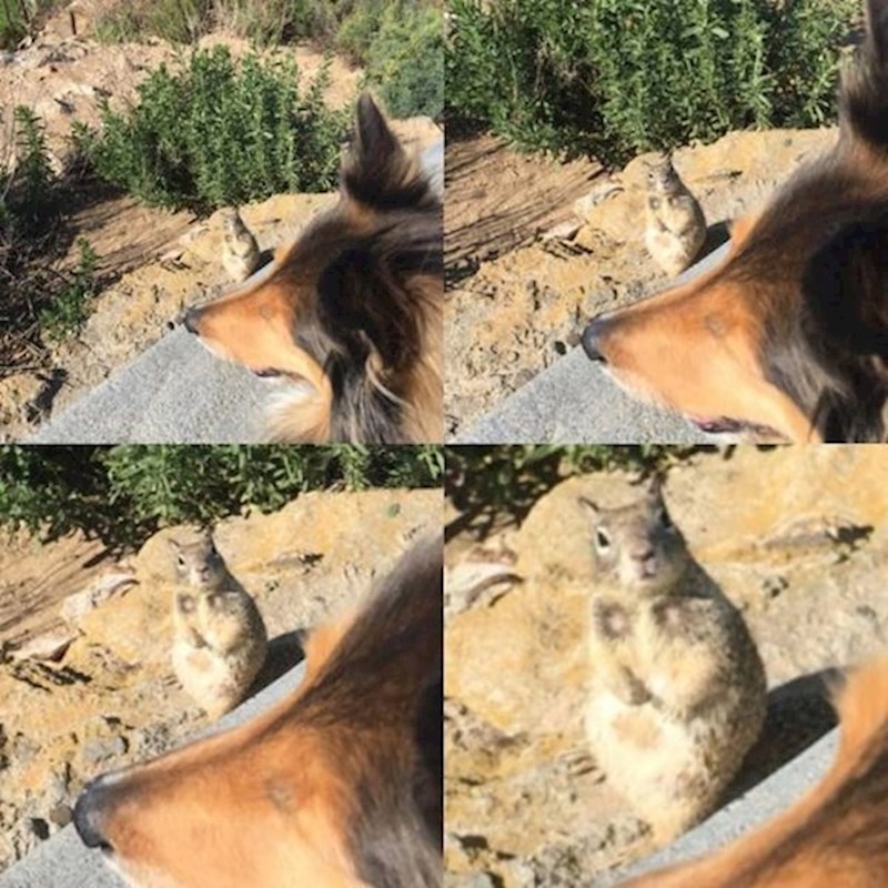 10. Moj pas je opsjednut vjevericama, ali ovu nije skužio...