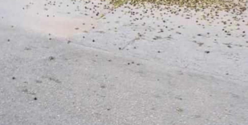 Fotka iz Vela Luke rastužila je mnoge Dalmatince, ovako izgleda pravi peh