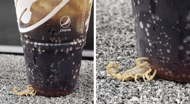 1. Škorpion pije kondenzirane kapljice vode s čaše Coca-Cole