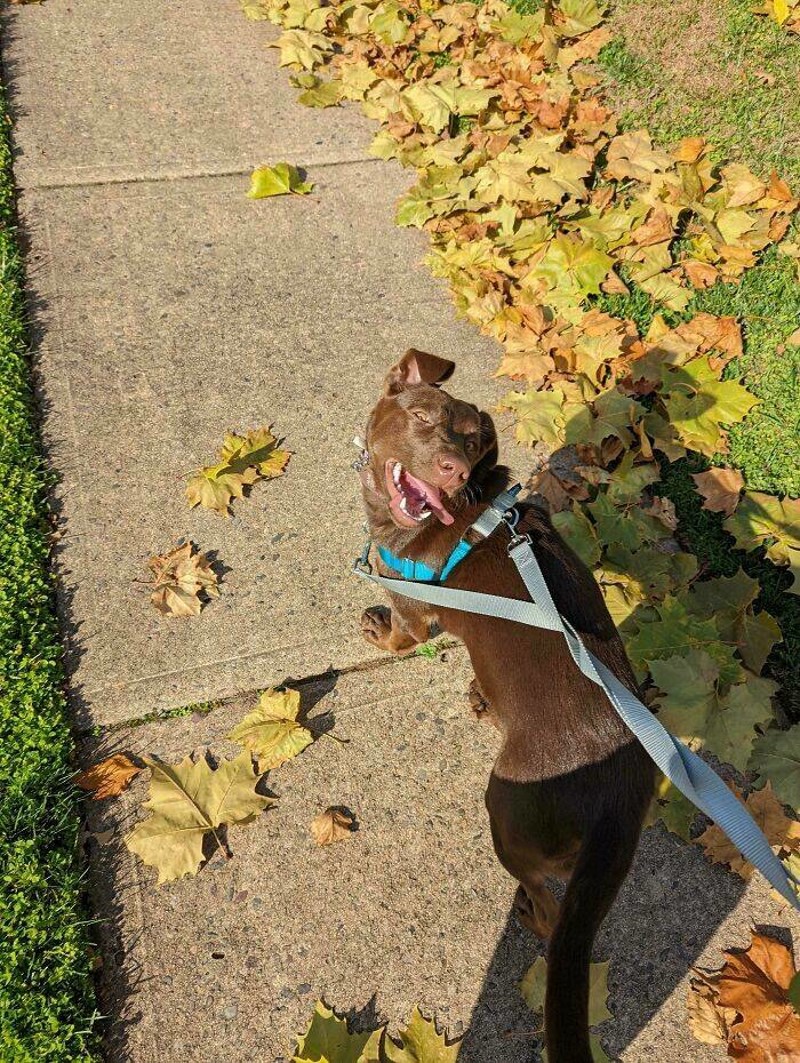 21. Svakih nekoliko koraka u šetnji se okrene prema meni i ovako se nasmije. Dobra cura!