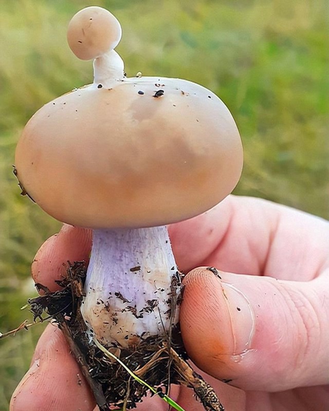 3. Gljiva na gljivi