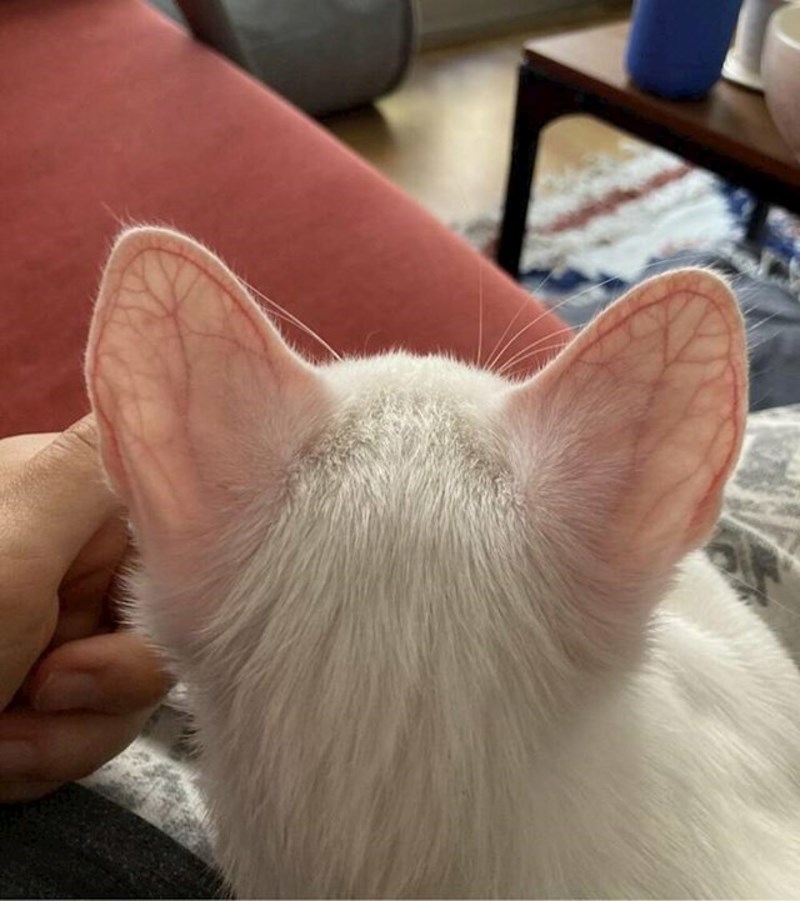 2. Žile na ušima ove mace su baš fascinantne