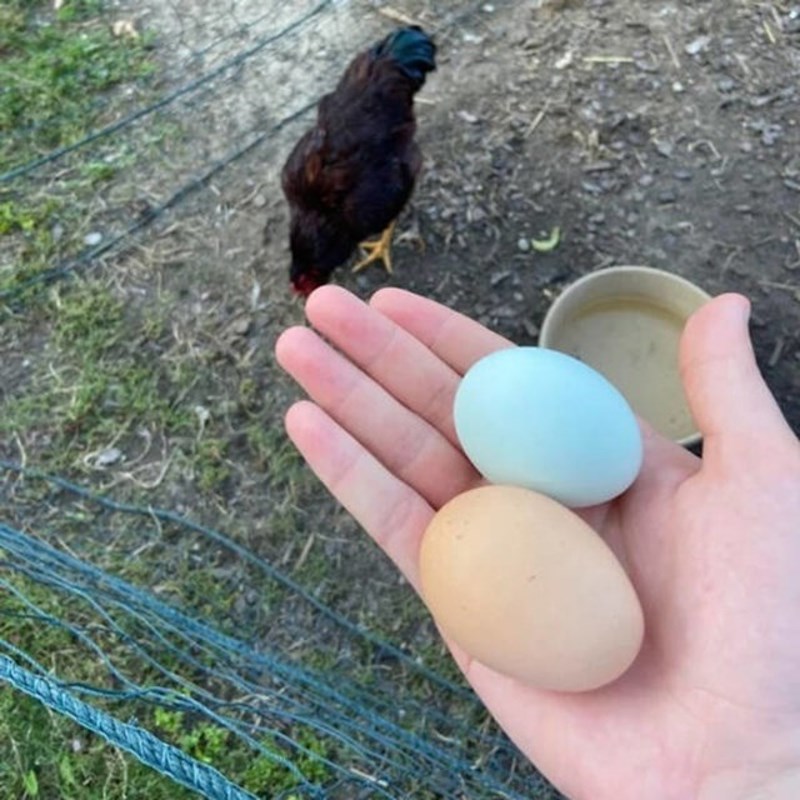 4. Koka je snijela plavo jaje